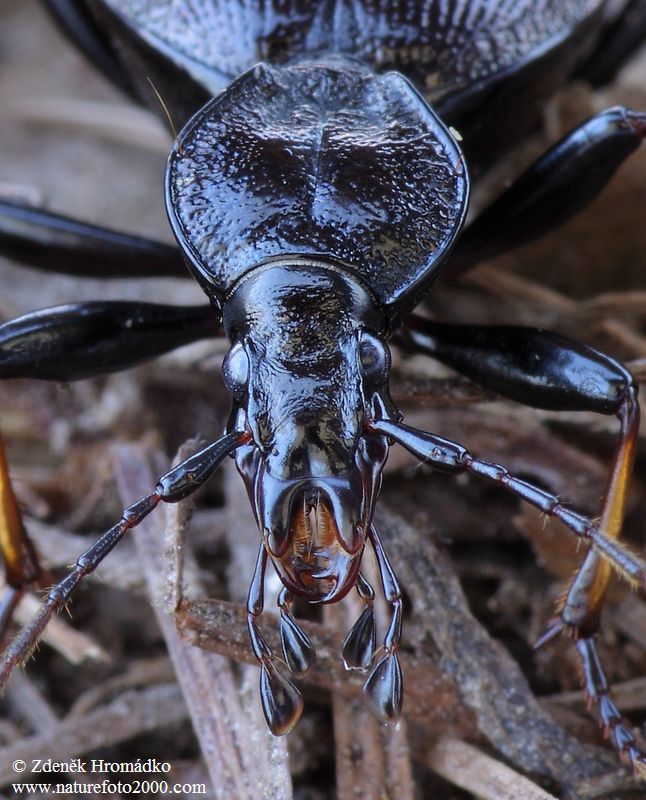 úzkoštítník, Cychrus attenuatus, Cychrini, Carabidae (Brouci, Coleoptera)